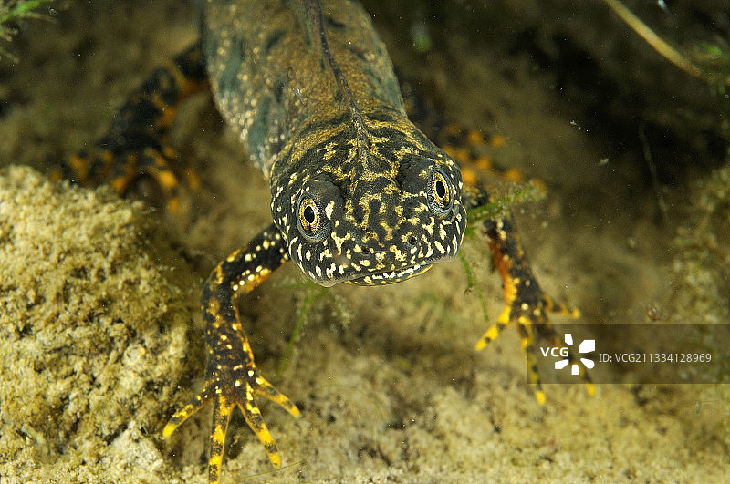 法国草原富宗池塘中的雄性北冠蝾螈图片素材