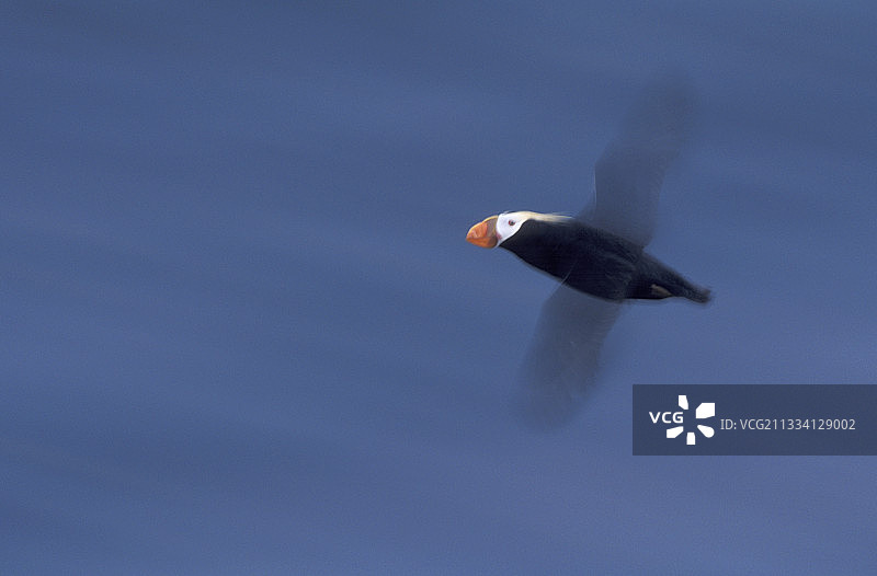 阿拉斯加飞行的簇绒海鹦图片素材