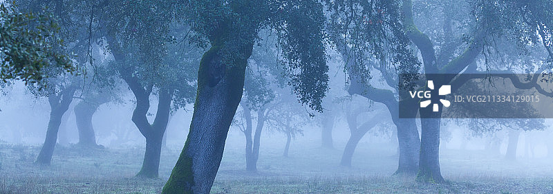冬季的霍尔姆橡树-西班牙安达卢西亚阿拉塞纳山脉图片素材