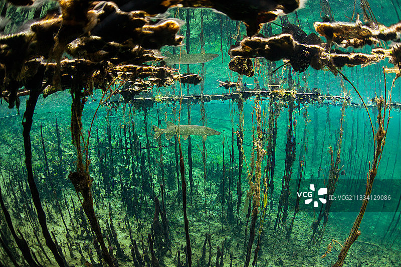 法国安河回水中的狗鱼图片素材