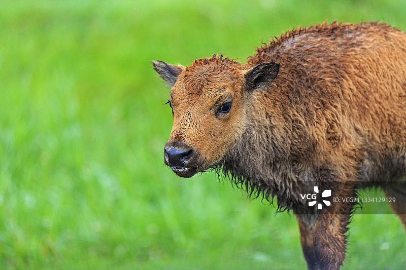 加拿大麋鹿岛草地上的美洲野牛幼崽肖像图片素材