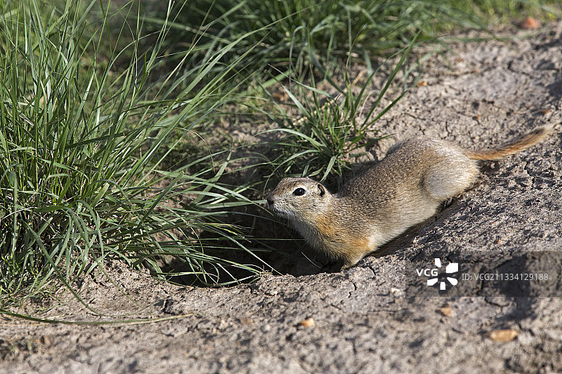 艾伯塔省荒地的理查森地松鼠图片素材