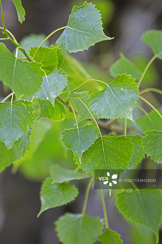 加拿大阿尔伯塔弗里蒙特棉白杨叶子图片素材
