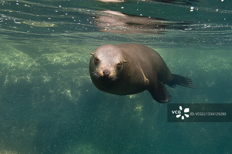 海狮在栖息地前图片素材