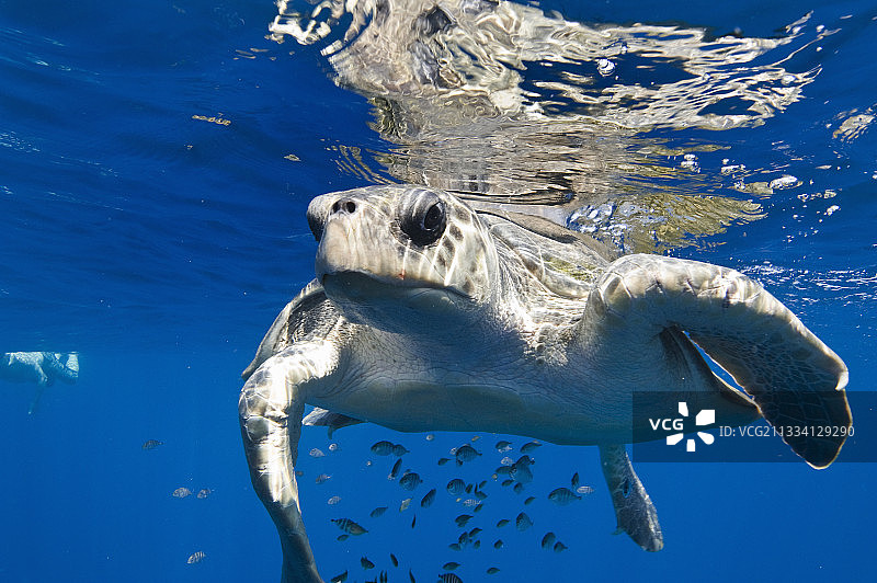 太平洋丽龟在深海中图片素材