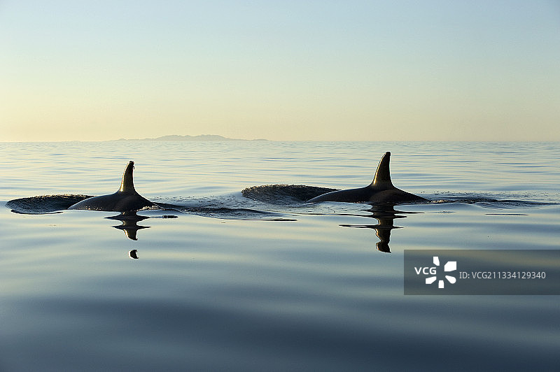 穿梭于平静海面的虎鲸图片素材