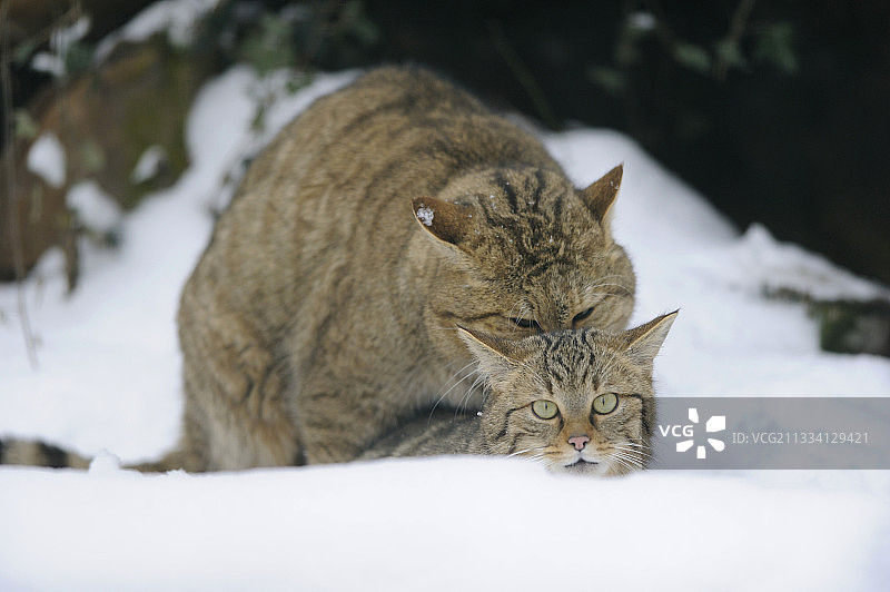 雪地里交配的野生猫 - 法国图片素材