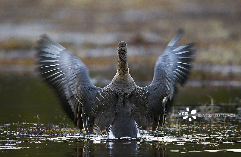 在林地水池中伸展的豆鹅 - 芬兰约恩苏图片素材