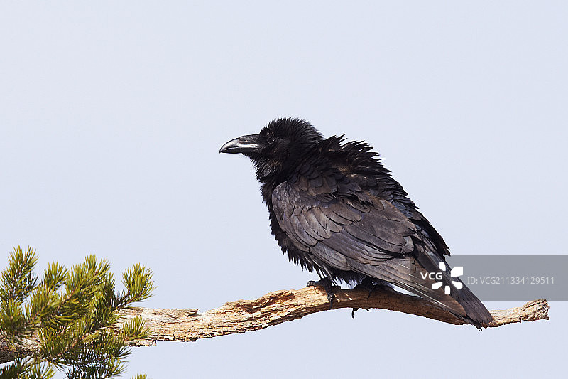栖息在树枝上的渡鸦，芬兰约恩苏图片素材