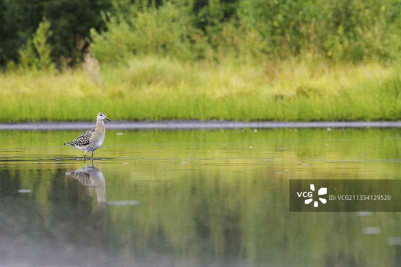 在浅水中的皱领鶒——芬兰约恩苏图片素材