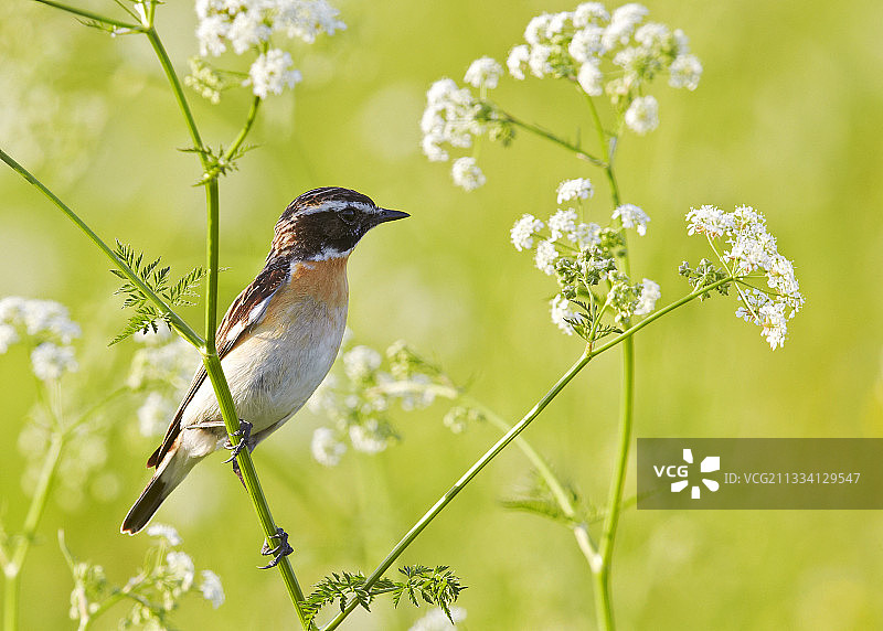雄性普通朱顶雀栖息在茎上 - 芬兰约恩苏图片素材