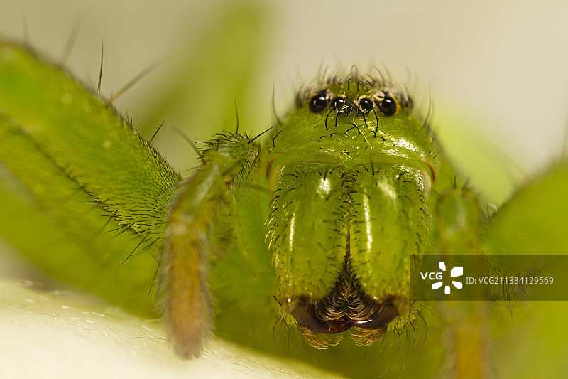 潜伏在玫瑰中的绿色猎人蜘蛛-法国普罗旺斯图片素材