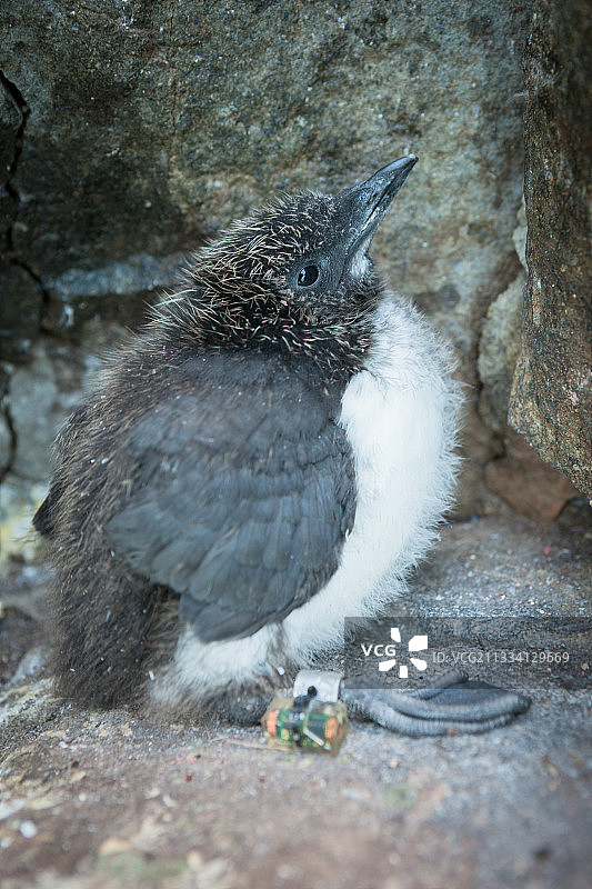 挪威极地研究所的环形GLS设备图片素材