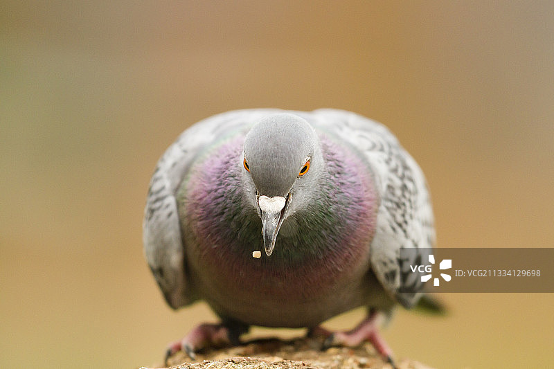 正在吃种子的鸽子 - 法国图片素材