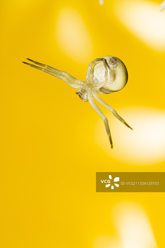 挂在丝线上的金rod蜘蛛 - 法国阿尔萨斯图片素材