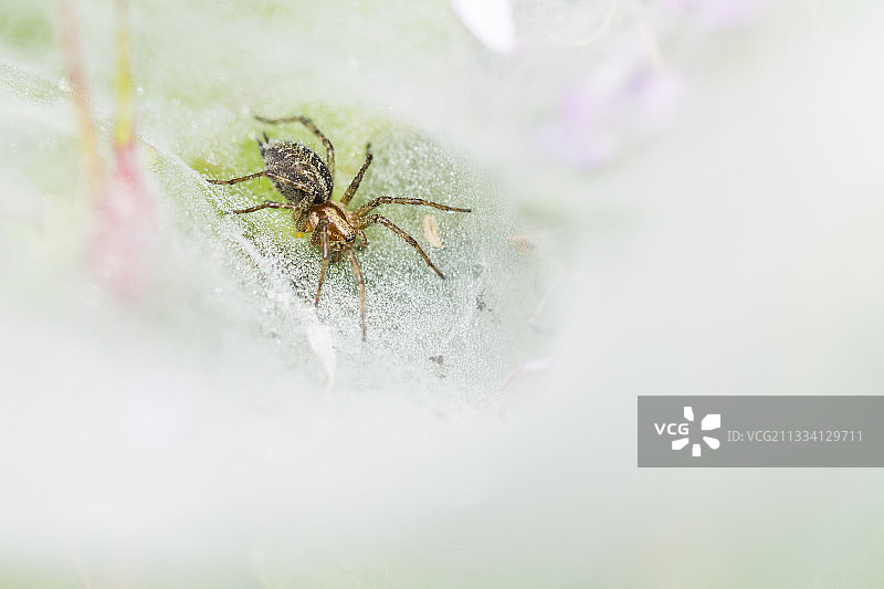 蜘蛛网漏斗中的迷宫蜘蛛 - 法国孚日省图片素材