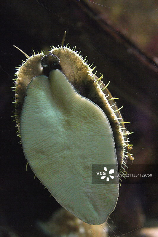 水族馆里的鲍鱼 - 法国布列塔尼图片素材