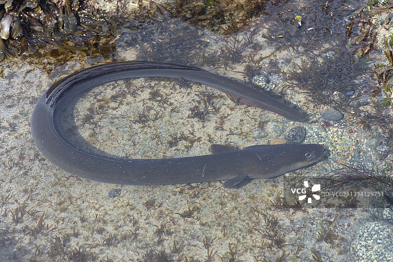 低潮时布列塔尼法国水池中的康吉鳗图片素材