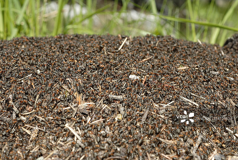 清晨的赭色蚂蚁巢穴 - 法国阿尔卑斯山图片素材