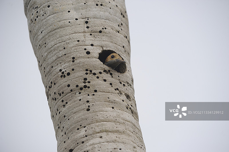 费尔南德斯的-西涅加·德·萨帕塔·古巴图片素材