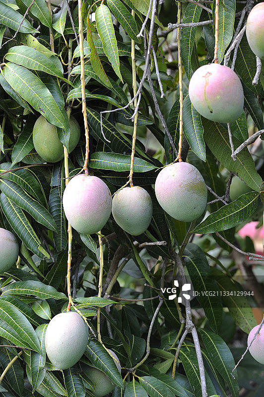 古巴树上的芒果图片素材