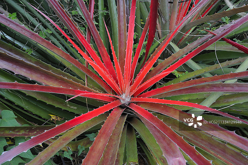 古巴企鹅图片素材
