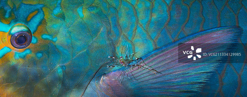 法属波利尼西亚的斑点清洁虾与鹦鹉鱼图片素材