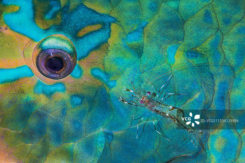 法属波利尼西亚的斑点清洁虾与鹦鹉鱼图片素材