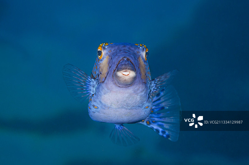 白点箱鲀 - 法属波利尼西亚赖阿特阿岛图片素材