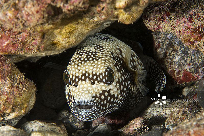 幼年珍珠鸡河豚，位于法属波利尼西亚塔希提岛的珊瑚礁中图片素材