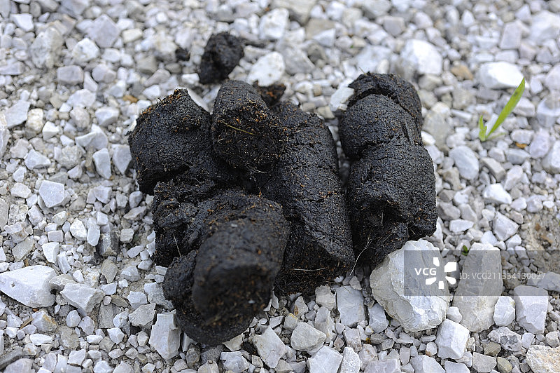 斯洛文尼亚：碎石路上的棕熊粪便图片素材