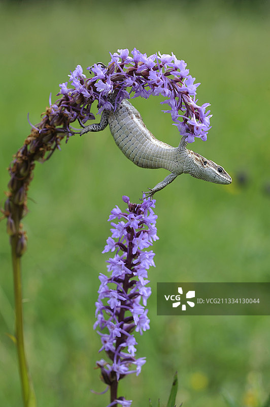 蜥蜴在斯洛文尼亚的香兰上捕食昆虫图片素材
