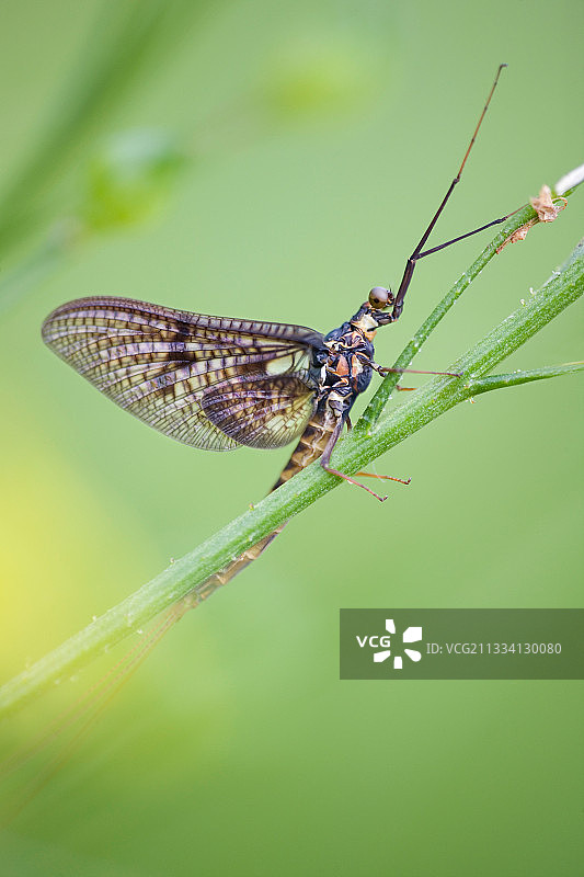 法国阿尔萨斯多勒山谷的雄性蜉蝣图片素材