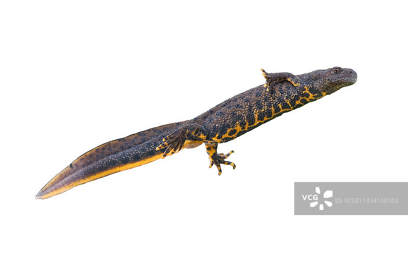 白色背景上的冠纹蝾螈图片素材