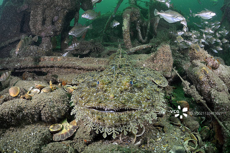 法国奥莱龙岛沉船上的安康鱼图片素材
