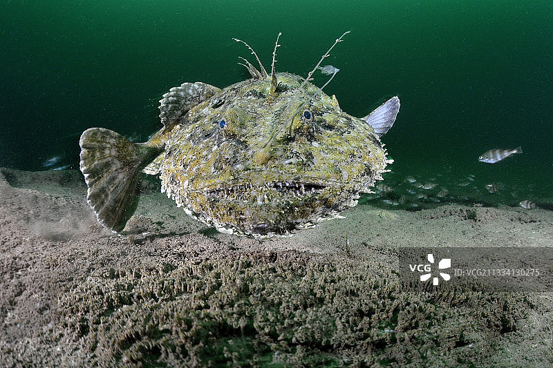 在海底游动的安康鱼 - 法国奥莱龙岛图片素材