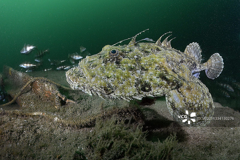 游过沉船的安康鱼-奥莱龙岛，法国图片素材