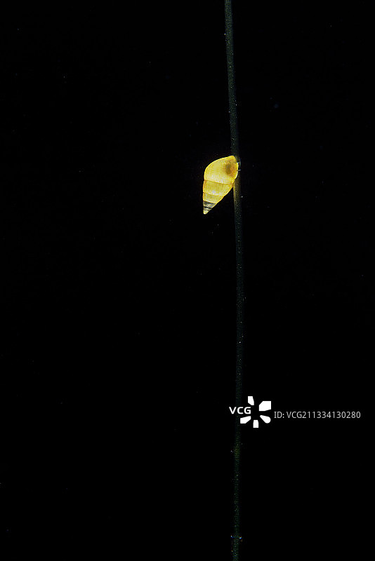 奥莱龙岛上的水生植物与小贝壳图片素材