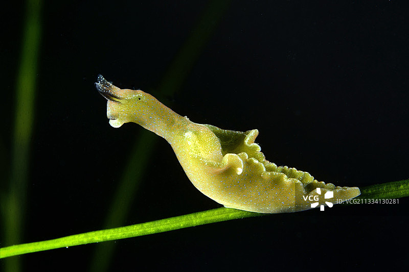 水生植物上的吸汁蛞蝓-法国奥莱龙岛图片素材