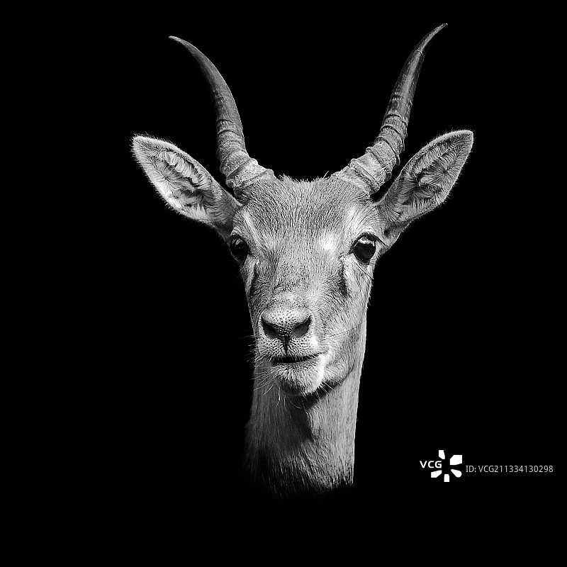 黑buck特写——法国克莱尔动物园图片素材