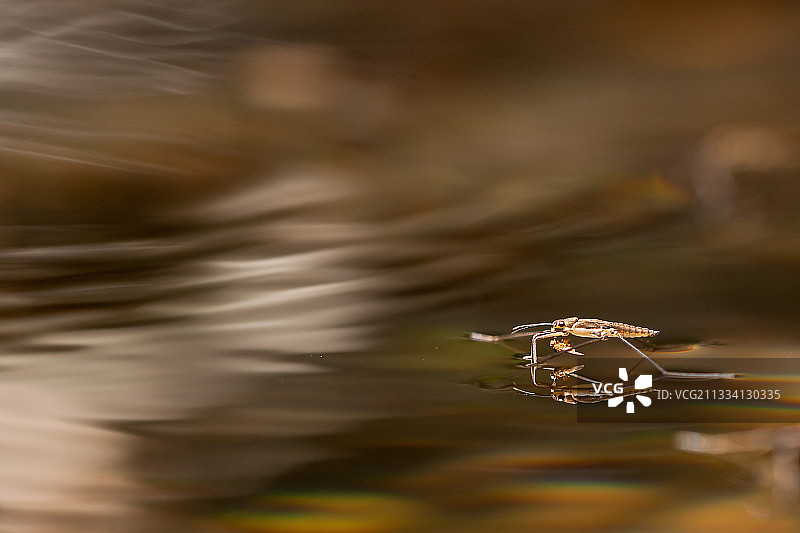 普通水黾捕食小苍蝇 - 法国塞文山图片素材