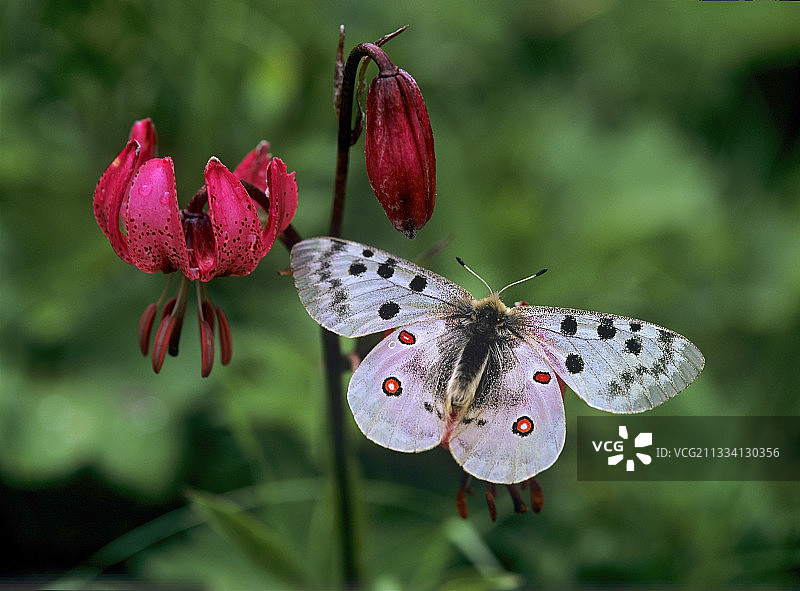 紫色土耳其毡帽百合上的阿波罗 - Sixt Fer-\u00e0-Cheval Alpes图片素材