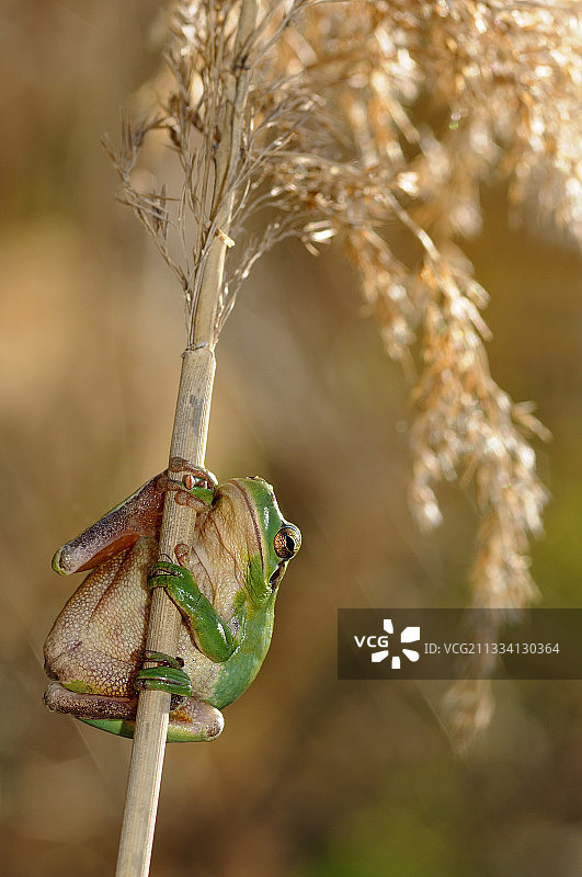 芒通山法国南部树蛙图片素材