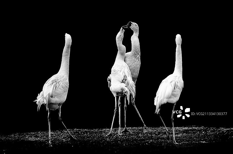 智利火烈鸟-法国克莱尔动物园图片素材