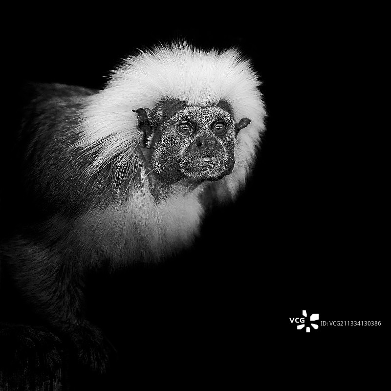 棉顶绢毛猴肖像 - 法国诺曼底Biotropica图片素材