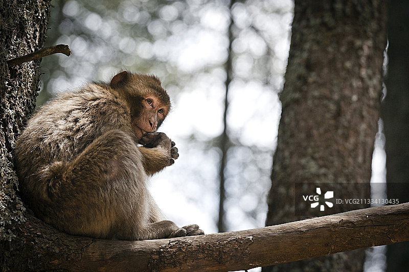 雪松树枝上的年轻巴巴里猕猴 - 摩洛哥图片素材