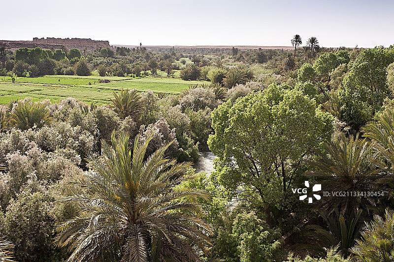 摩洛哥埃拉奇迪亚省的棕榈树林图片素材