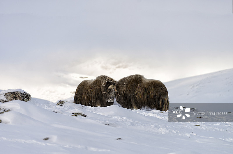 雪地苔原上的麝牛 - 挪威多夫勒山图片素材