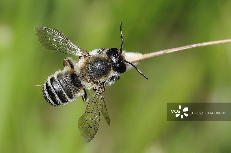 切叶蜂雄性 - 法国北部孚日图片素材