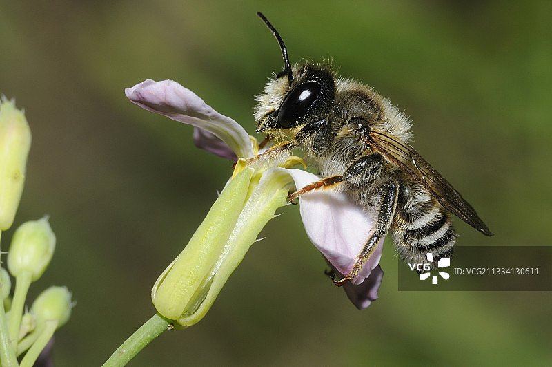 花朵上的雄性切叶蜂 - 法国北部孚日图片素材